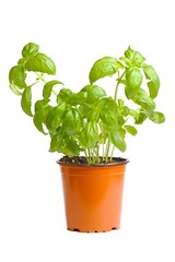 Basil in pot