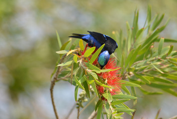 Red-legged Honeycreeper (Cyanerpes cyaneus)