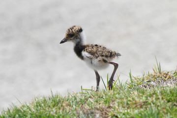 Southern Lapwing (Vanellus chilensis)
