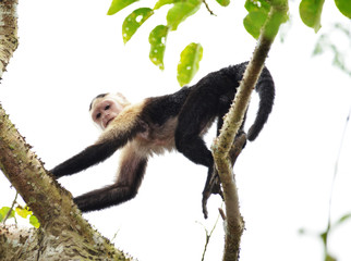Capuchin Monkey