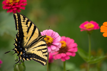 Butterfly Flowers