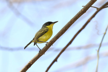 Obraz premium Common tody-Flycatcher (Todirostrum cinereum)