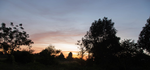 Wooded forest trees by golden sunlight before sunset with sun rays pouring through trees on forest floor tree