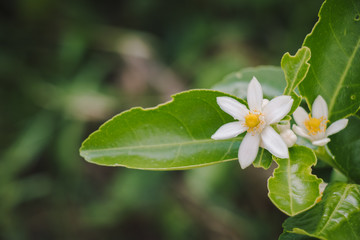 Group of Lemon flowers in blossom