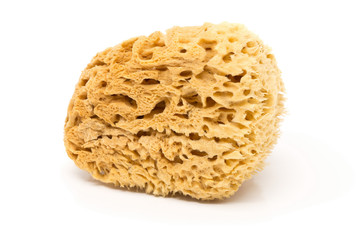 Natural sponge