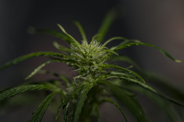 Young green marijuana wet bloom