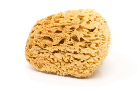 Natural Sponge