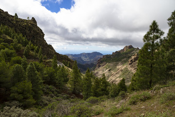 View down the valley with trees and a winding road near Roque Nublo, Gran Canaria