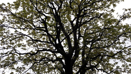Trees