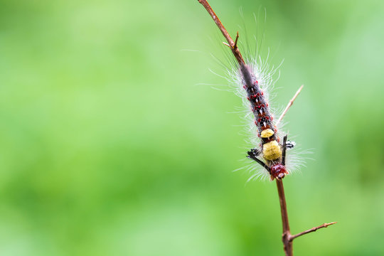 close-up hairy caterpillar on branch