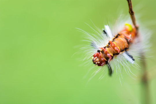 close-up hairy caterpillar on branch
