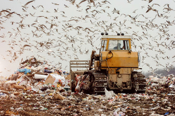 Man driving a garbage truck on a landfill, seagulls flying  