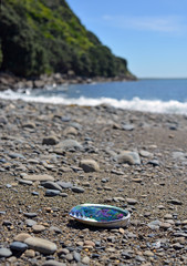 Paua (Abalone) shell washed up on the Kapiti Island Beach.