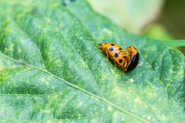 Orange beetle breeding on leaf