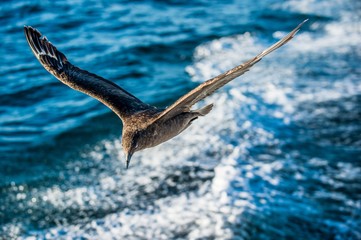 Great Skua ( Catharacta skua ) in flight on blue ocean water background