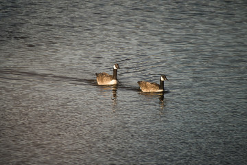 Synchronized Geese