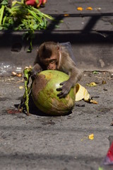 Monkey coco Lopburi 2016