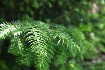 Green needle background