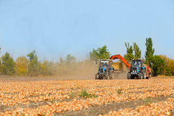 Obraz premium Onion harvesting with modern agricultural equipment in field