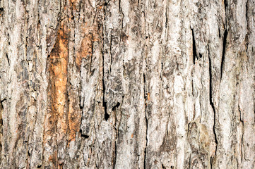Brown wood background in Mont royal, Montreal, Canada