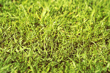 Green grass textured background