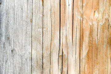 Brown wood background in Mont royal, Montreal, Canada