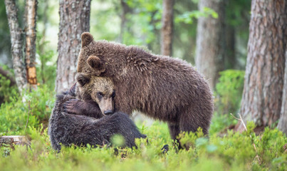 The Cubs of Brown bears (Ursus Arctos Arctos)  playfully fighting, The summer forest. Natural green Background