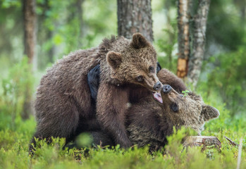 The Cubs of Brown bears (Ursus Arctos Arctos)  playfully fighting, The summer forest. Natural green Background
