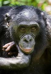 The close-up portrait of Bonobo  in natural habitat. Green natural background. The Bonobo ( Pan paniscus). Democratic Republic of Congo. Africa