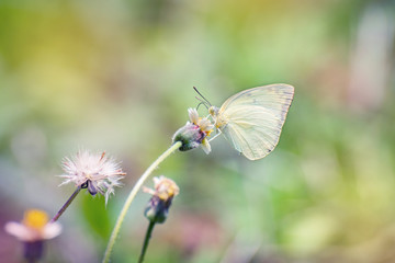 beautiful butterfly on flower