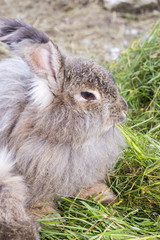 Angora rabbit eating a grass