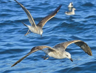 Flying Juvenile Kelp gull (Larus dominicanus), also known as the Dominican gull and Black Backed Kelp Gull. Natural blue water background of ocean . False Bay, South Africa
