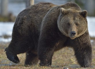 Brown Bear (Ursus arctos) in spring forest.