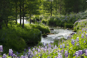 Little river surrounded by trees, grass and lupines near Rejkjavik, Iceland