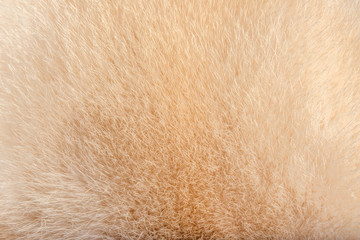 Mink fur is used to make winter hats 