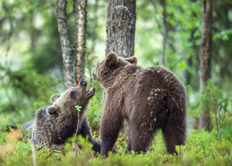 The Cubs of Brown bears (Ursus Arctos Arctos)  playfully fighting, The summer forest. Natural green Background