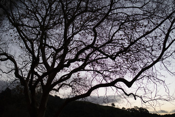 Tree at dusk