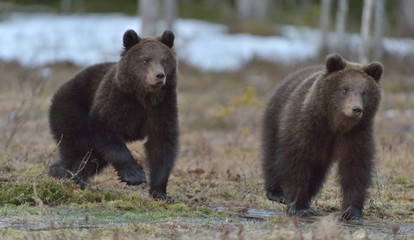 Obraz na płótnie Canvas Cubs of Brown bear (Ursus Arctos) in the spring forest. Natural Background