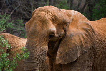 Fototapeta na wymiar Elephants in Nature
