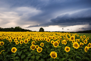 Fototapeta premium Sunflower in field with Thunderstorms