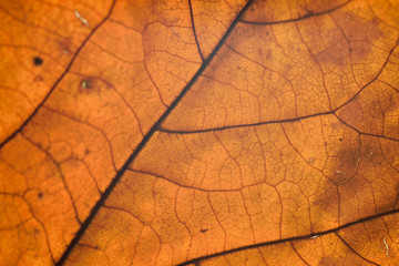Obraz premium Macro texture of autumn maple leaf