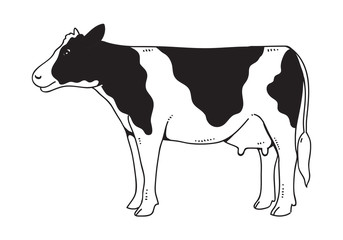 Fototapeta na wymiar Drawing cow, vector