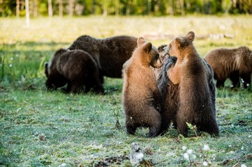 She-bear and bear-cubs. Adult female of Brown Bear (Ursus arctos) with cubs on the swamp in summer forest.
