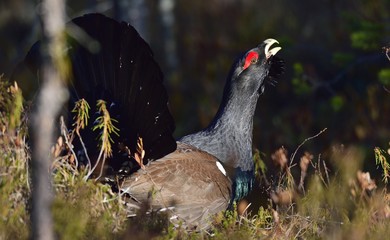 Capercaillie (Tetrao urogallus) male in the spring forest. The western capercaillie (Tetrao urogallus)