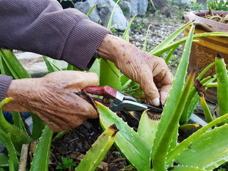 closeup hand of asian old man using secateurs on aloe vera in th