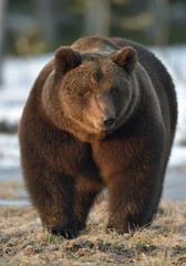 Dominant male of Brown Bear (Ursus arctos) in sunset light  on the swamp in spring forest.