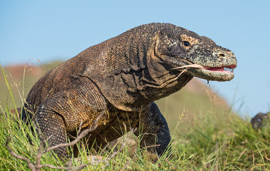 The Komodo dragon (Varanus komodoensis) with an open mouth. It is the biggest living lizard in the world, Indonesia. Rinca island