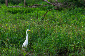 White Bird
