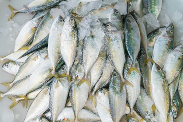 fresh mackerel at market