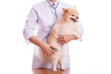 Vet keeps dog breed Spitz, listening with a stethoscope